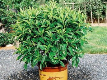 廣州鮮花綠植全周期服務(wù) 出租、銷(xiāo)售、租賃、出擺與專(zhuān)業(yè)養(yǎng)護(hù)一體化解決方案